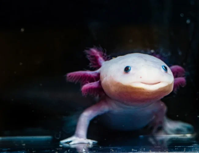 Ajolotes que brillan en la oscuridad revelan mecanismos clave para entender la regeneración de extremidades y abren camino a la medicina regenerativa humana