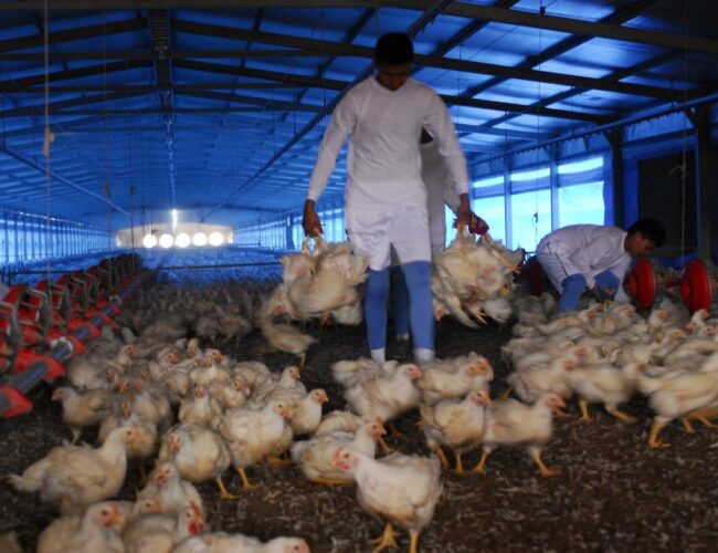 Gremios de proteína animal rechazan importación de pollo, cerdo y maíz desde EE. UU. por riesgo a la producción nacional