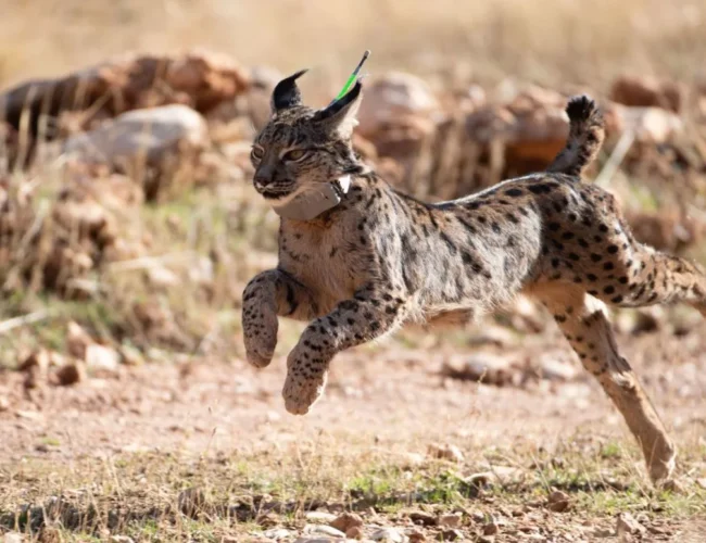 Salvados de la extinción: 20 especies que estuvieron al borde de desaparecer pero lograron recuperarse gracias a la conservación
