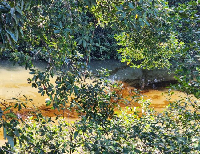 Mancha de combustible contamina el Estero Salado en Urdesa Norte, Guayaquil