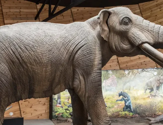 La desaparición de mastodontes aún amenaza la flora nativa de Sudamérica