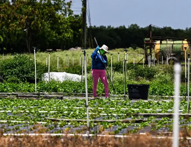 Vuelven las redadas a trabajadores del campo en EE. UU.