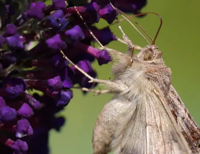 Así es la plaga de polillas gigantes que afecta a España
