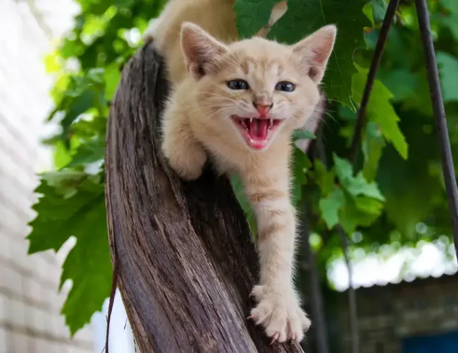 UE lanza reglamento contra venta ilegal de perros y gatos