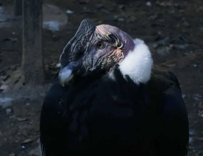 Guardianes de los cóndores: así es el trabajo que ha permitido rescatar a más de 500 majestuosas aves en Argentina