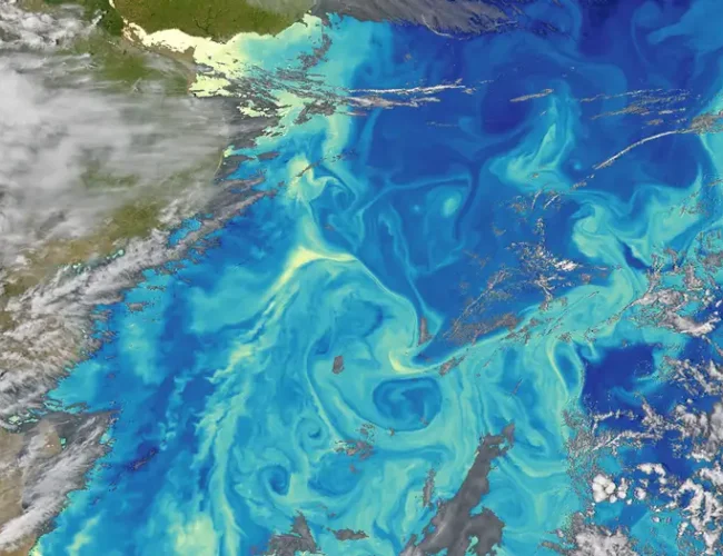 El fitoplancton se desplaza hacia los polos y amenaza la pesca global