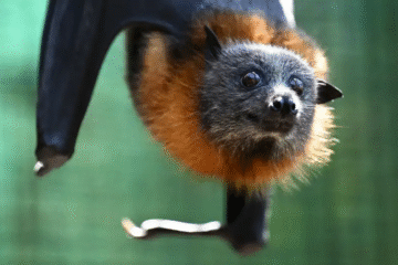 Mordedura mortal: australiano muere por virus rarísimo transmitido por murciélago