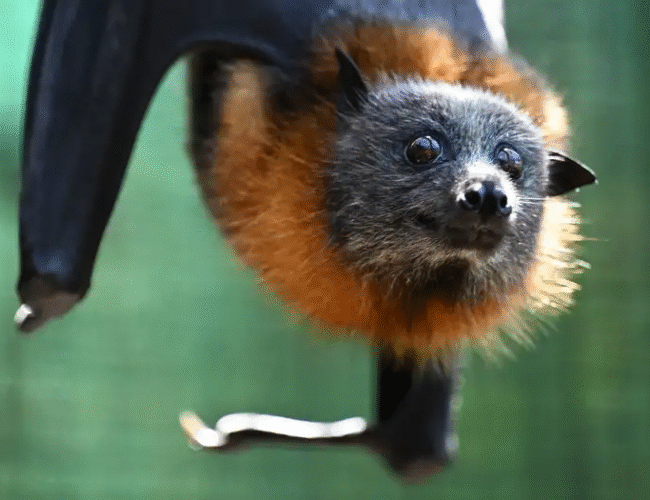 Mordedura mortal: australiano muere por virus rarísimo transmitido por murciélago