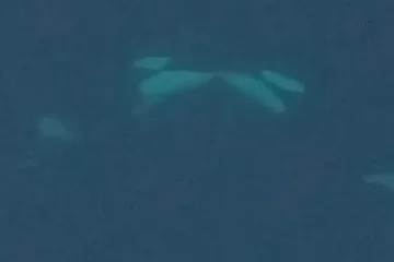 Orcas se “besan” con lengua en Noruega: científicos registran por primera vez este gesto social en libertad