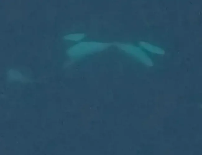 Orcas se “besan” con lengua en Noruega: científicos registran por primera vez este gesto social en libertad