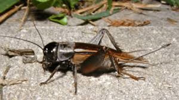 Grillos en Guayaquil: Causas, acciones y prevención de su propagación