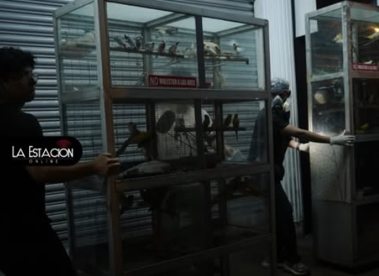 Bomberos y Proanimal rescatan mascotas tras incendio en el Multicomercio de Guayaquil