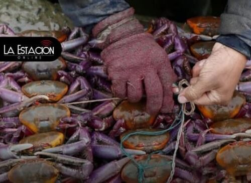 Ecuador inicia la primera veda del cangrejo 2026