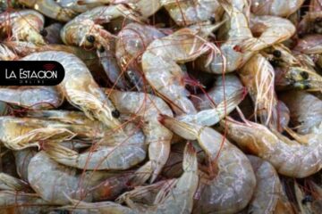 Camarón, el motor de las ventas externas en Ecuador