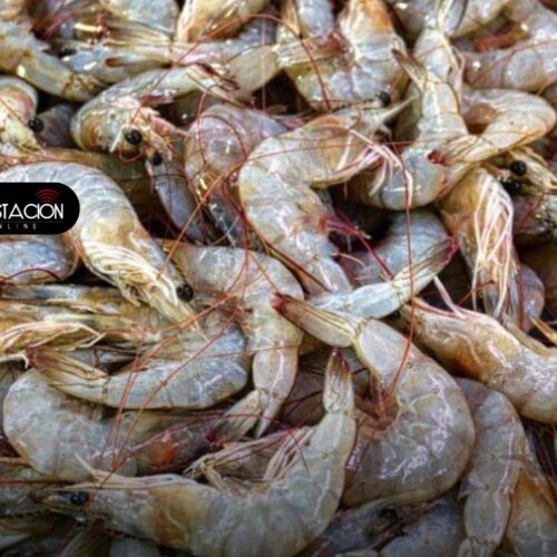 Camarón, el motor de las ventas externas en Ecuador