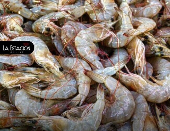 Camarón, el motor de las ventas externas en Ecuador