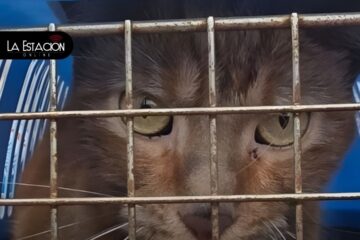 El gato que sobrevivió un mes encerrado en el edificio Multicomercio