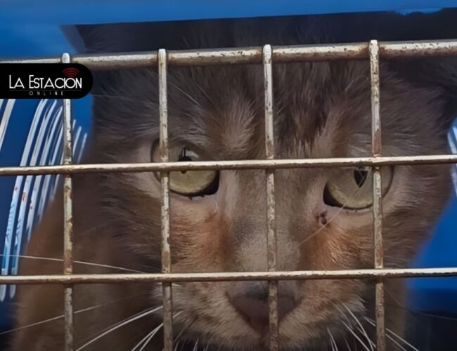 El gato que sobrevivió un mes encerrado en el edificio Multicomercio