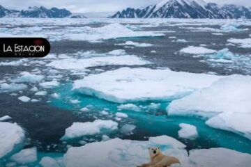 Osos Polares mantienen buena salud en archipiélago noruego pese al deshielo