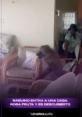 ¡Asalto frutal! Un audaz babuino invade una vivienda para llevarse un botín de bananos.