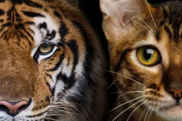 Aunque pertenezcan a especies diferentes, las crías de los félidos, desde los gatos domésticos hasta los leones y leopardos, comparten una apariencia muy similar durante sus primeras etapas de vida.