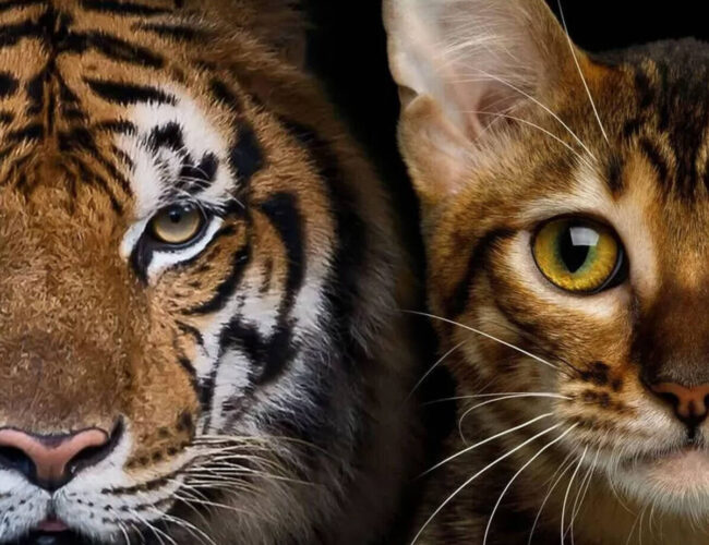 Aunque pertenezcan a especies diferentes, las crías de los félidos, desde los gatos domésticos hasta los leones y leopardos, comparten una apariencia muy similar durante sus primeras etapas de vida.