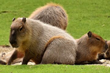 ¡Los capibaras ya viven la emoción del Mundial!