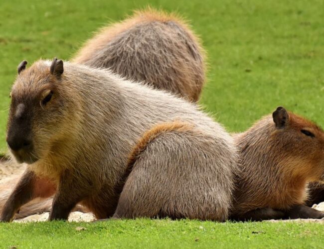 ¡Los capibaras ya viven la emoción del Mundial!