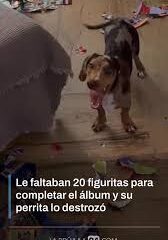 ¡Travesura mundialista! Una perrita destroza el álbum de la Copa del Mundo a solo 20 cromos de completarse.