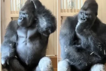 El gorila Kiyomasa se convirtió en la nueva sensación de internet tras ser captado en un instante de aparente introspección que rápidamente se volvió viral.