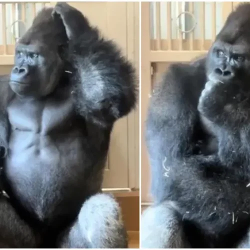 El gorila Kiyomasa se convirtió en la nueva sensación de internet tras ser captado en un instante de aparente introspección que rápidamente se volvió viral.