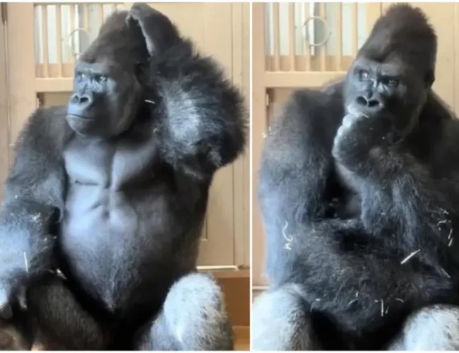 El gorila Kiyomasa se convirtió en la nueva sensación de internet tras ser captado en un instante de aparente introspección que rápidamente se volvió viral.