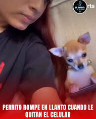 ¡Llantos de tristeza! La conmovedora reacción de un perrito al que le quitan un celular enternece a las redes sociales.