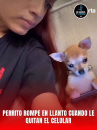 ¡Llantos de tristeza! La conmovedora reacción de un perrito al que le quitan un celular enternece a las redes sociales.