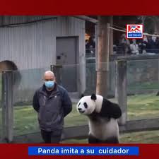 ¡No es Inteligencia Artificial! Un tierno panda causa asombro global al caminar en dos patas e imitar a su cuidador.