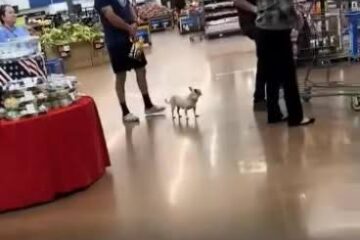 Un perrito se ha convertido en la sensación de las redes sociales tras protagonizar un divertido berrinche en pleno centro comercial.