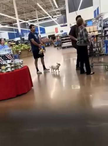 Un perrito se ha convertido en la sensación de las redes sociales tras protagonizar un divertido berrinche en pleno centro comercial.