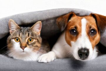 Perros y gatos protagonizan el eterno debate de las mascotas
