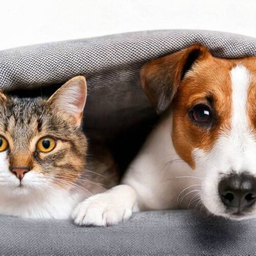 Perros y gatos protagonizan el eterno debate de las mascotas