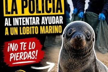 Un curioso rescate de lobos marinos se volvió viral luego de que varios animales se resistieran a regresar al océano, pese a los intentos de la policía por guiarlos de vuelta al agua.