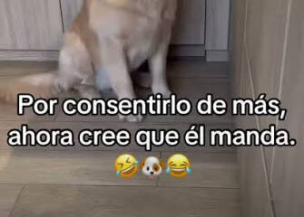 Un divertido video protagonizado por un perro se ha vuelto viral en redes sociales al mostrar el momento en que el animal, aún adormecido, intenta salir con entusiasmo y termina chocando de frente contra una puerta de vidrio.