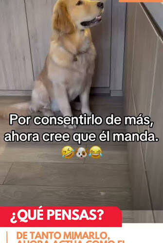 Un divertido video protagonizado por un perro se ha vuelto viral en redes sociales al mostrar el momento en que el animal, aún adormecido, intenta salir con entusiasmo y termina chocando de frente contra una puerta de vidrio.