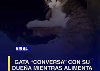 Un tierno momento protagonizado por un gatito se ha vuelto viral en redes sociales luego de que el felino acompañara a un músico callejero durante una presentación improvisada.