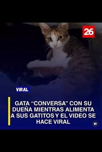 Un tierno momento protagonizado por un gatito se ha vuelto viral en redes sociales luego de que el felino acompañara a un músico callejero durante una presentación improvisada.